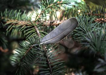 Gray bird feather on a branch of spruce