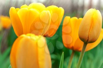 Several yellow tulips in soft focus in the blurry background