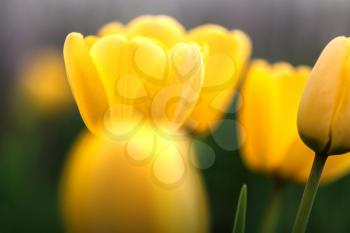 Several yellow tulips in soft focus in the blurry background