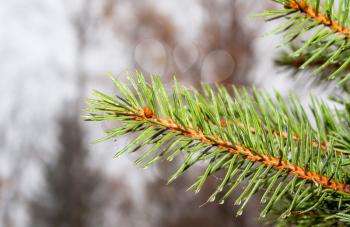 Bright fir branch on gray blurred background