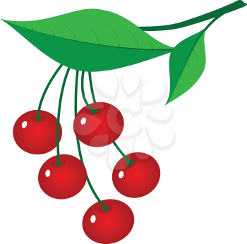 Illustration of branch of ripe berries on a white background