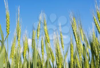 Spikes of green wheat on a background of blue sky