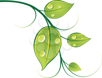 Illustration of pattern of twigs, leaves and drops on white background