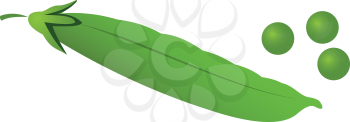 Illustration of a pea pod with peas on a white background