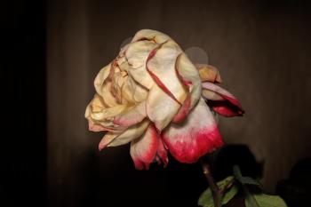Faded pale Rose on a dark background