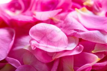 Background of scattered rose petals close up