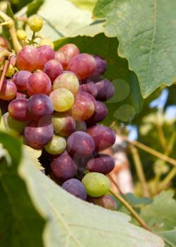 Bunch of ripe grapes among leaves close-up