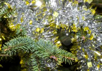 Spruce branch close up on a blurred background with tinsel