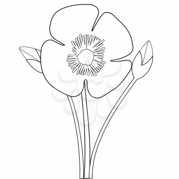 Illustration of the outlines of a poppy flower with two buds