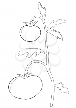 Illustration of the outlines of a tomato bush with two tomatoes