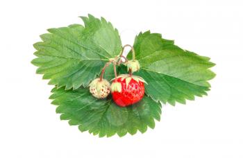 Ripe strawberries on a green leaf isolated on white background