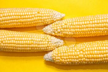 Cobs of ripe corn on a yellow background