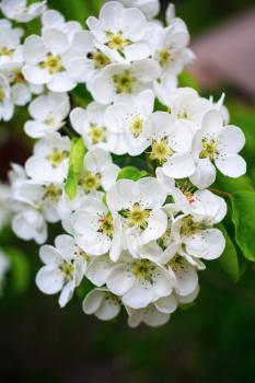 Blossoming tree branch with white flowers on bokeh green background. Vertical shot.