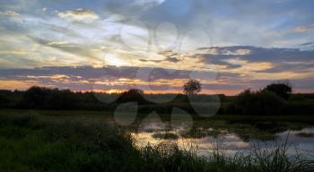 Landscape. Sunset on the background of the pond overgrown with sedges.