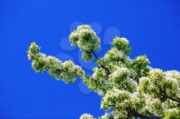 A branch of a blossoming tree with white flowers against the blue sky. Spring flowering.
