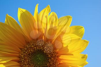 Bright yellow sunflower on a colorful background of blue sky closeup. Fragment of a flower. Shallow depth of field.
