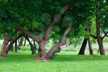 Beautiful green park in the summer. Trees with dense foliage and lush grass. Shallow depth of field. Selective focus.