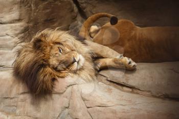 Lion with a big shaggy mane resting on the rocks