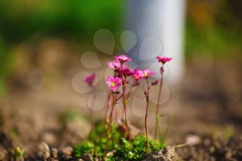 Close-up of delicate little pink flowers on blurred soil background. Early spring flowers. Soft focus effect. Shallow depth of field. Selective focus placed on the flower in the foreground.
