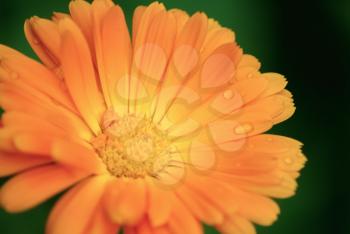 Blossoming calendula. Bright orange marigold flower with water droplets on the petals close up. Shallow depth of field. Selective focus. The effect of soft focus.