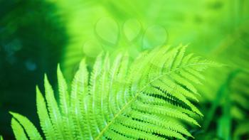 Bright green fern. Shallow depth of field. Selective focus.