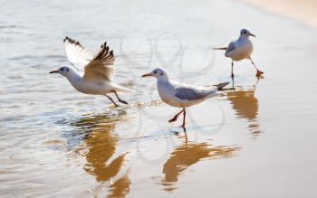 Three seagulls on the beach on a background of wet sand at the water's edge. Shallow depth of field. Selective focus.