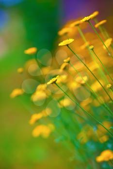 Bright yellow spring flowers. Soft focus effect. Vertical shot. Shallow depth of field. Selective focus.