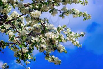 Blossoming tree with white flowers against the blue sky. Spring flowering.