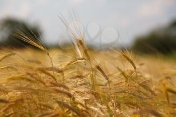 Golden ears of ripe wheat. Shallow depth of field. Focus on the center of the frame.