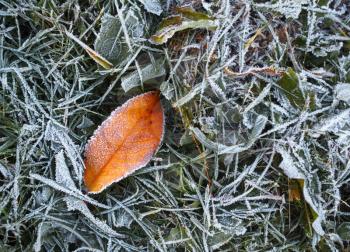 Hoarfrost crystals on a fallen leaf and grass. Selective focus.