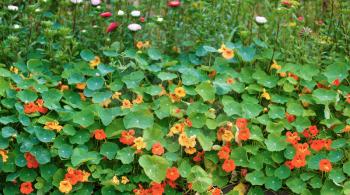 Background of a flowering nasturtium with bright green foliage