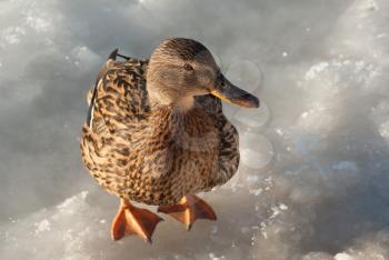 Brown wild mallard duck standing on the ice and looking at the camera.