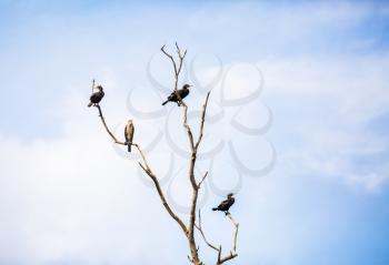 Great black cormorants sitting on a dry tree against the blue sky. Phalacrocorax carbo. Water birds on the tree.