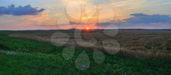 Rural landscape. Panoramic shot of a wheat field at sunset.
