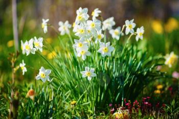 Bright blooming white daffodils . Flowering narcissus flowers. Spring daffodils. Shallow depth of field. Selective focus.