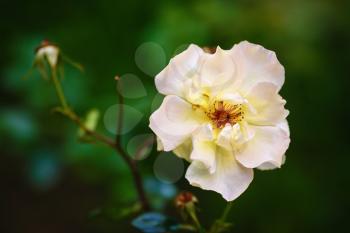 Close-up white rose flower on a blurred background of green foliage. Soft focus effect. Shallow depth of field. Selective focus.