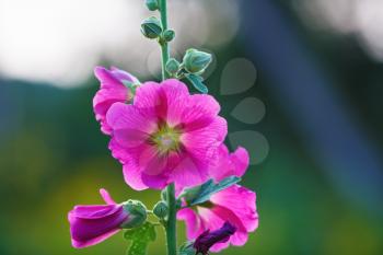 Bright purple hollyhock flowers photographed in kontrazhur. Mallow flowers. Shallow depth of field. Selective focus.