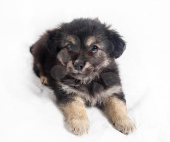 Cute little puppy dog on light background. Selective focus.