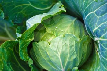 Fresh cabbage in the vegetable garden. Shallow depth of field. Selective focus.