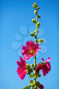Bright pink mallow flowers on a background of blue sky. Hollyhock flower. Shallow depth of field. Selective focus.