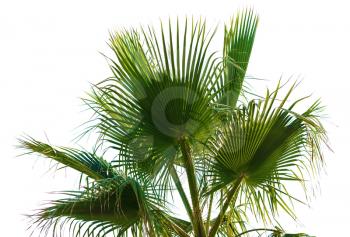 Palm leaves on a white background. Closeup.