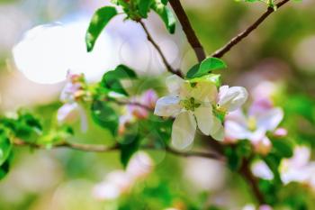 Spring flowering. Tree branch with a blossoming white flowers close-up. Shallow depth of field. Selective focus.