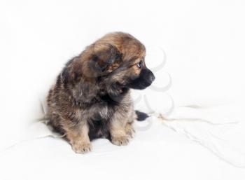 Adorable little puppy dog sitting against a white sheet background.