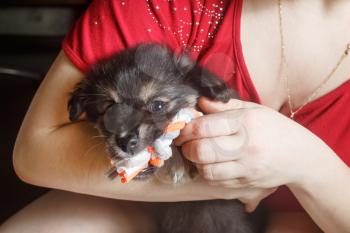 Adorable cute black puppy dog sitting in female hands and gnawing a toy.