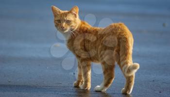 Cute ginger cat standing on the asphalt. Selective focus on cat muzzle.