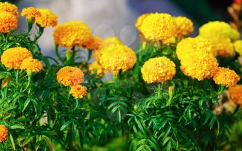 Bright yellow marigold flowers with green leaves in the garden. Shallow depth of field. Selective focus.