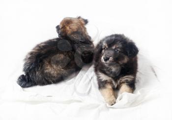 Adorable cute little puppies on light background. Two puppies dogs. Selective focus.