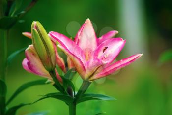 Beautiful pink lily flowers on a background of green leaves outdoors. Shallow depth of field. Selective focus. Shallow depth of field. Selective focus.
