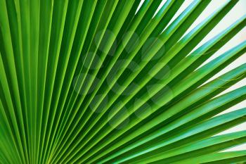 A fragment of a bright green palm leaf close-up.