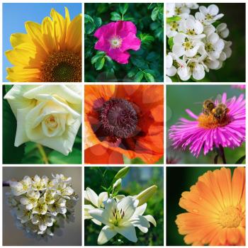 Collage of diverse garden flowers. A set of photos.